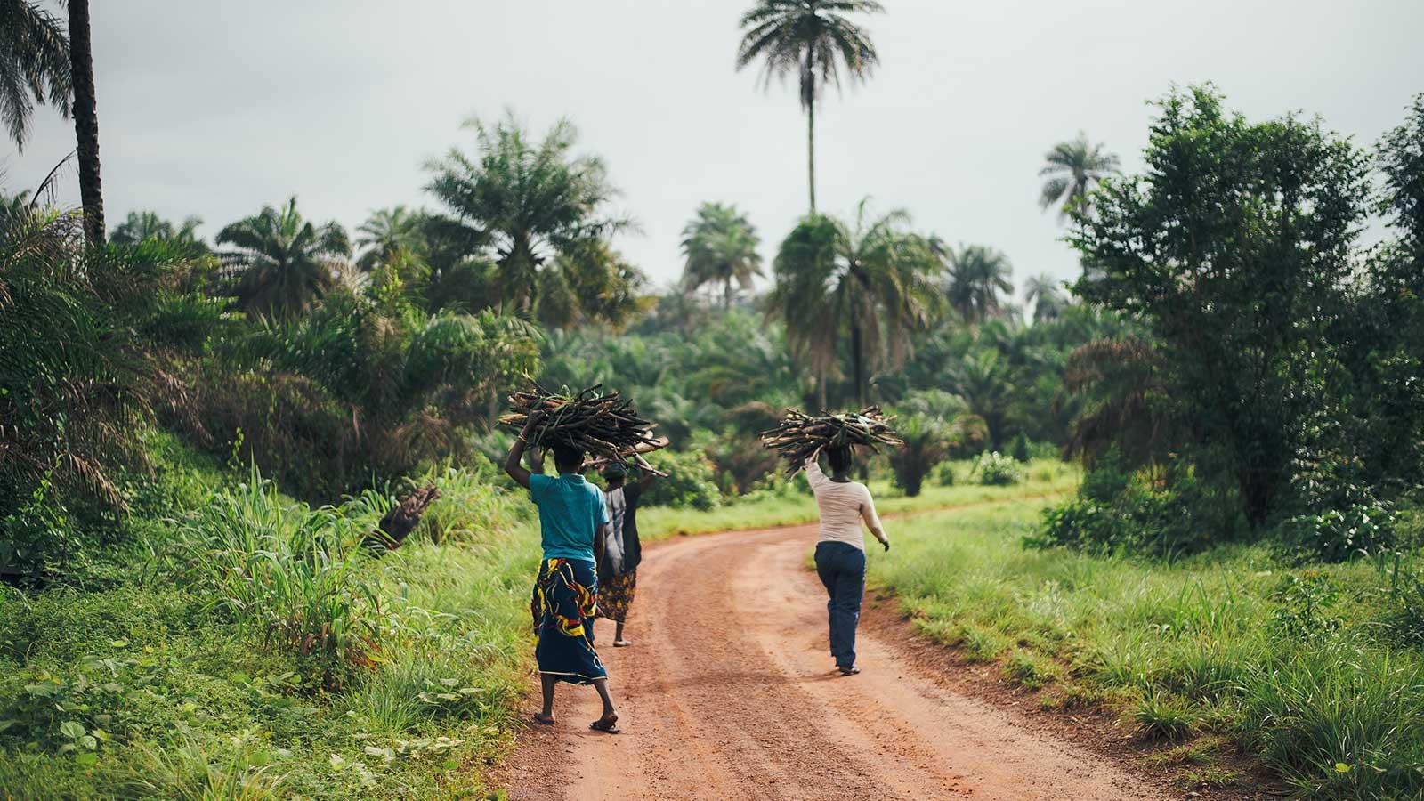 Three people walking down dirt road balancing piles of branches on the head.