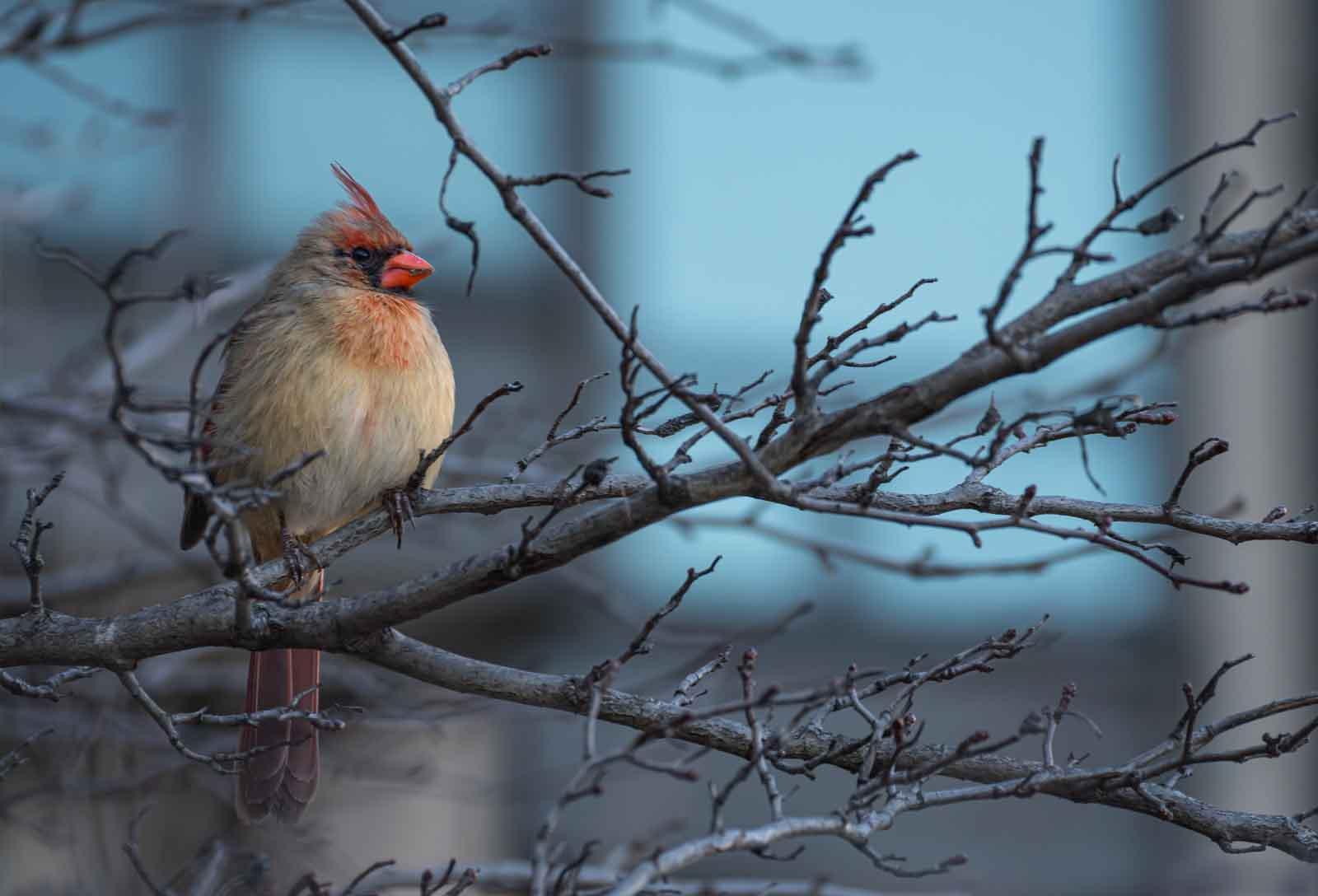 A female cardinal is seen in the branches of a tree near Hiett Hall.