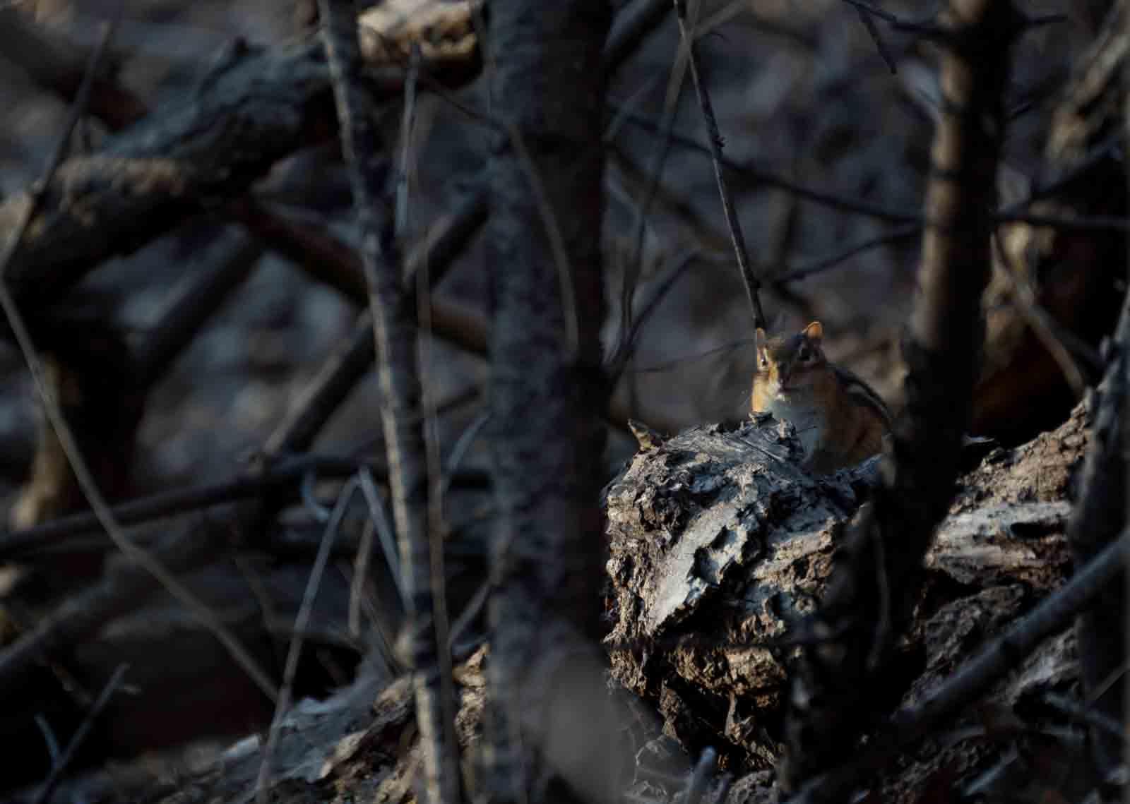 An Eastern chipmunk is seen near the Fox River by the trail below Warch Campus Center.