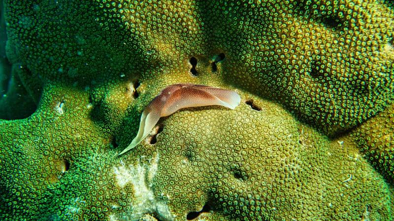 Close up shot of coral reef collected during a Lawrence University Marine Biology Field Research project.